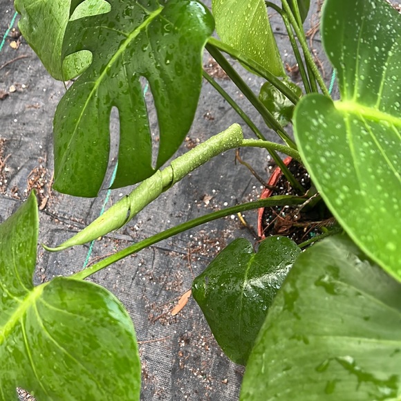 Beautiful Monstera- 1 gallon⭐️✅🪴💚 - Picture 4 of 5
